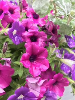 紫の花ver.2 紫の花ver.2の写真