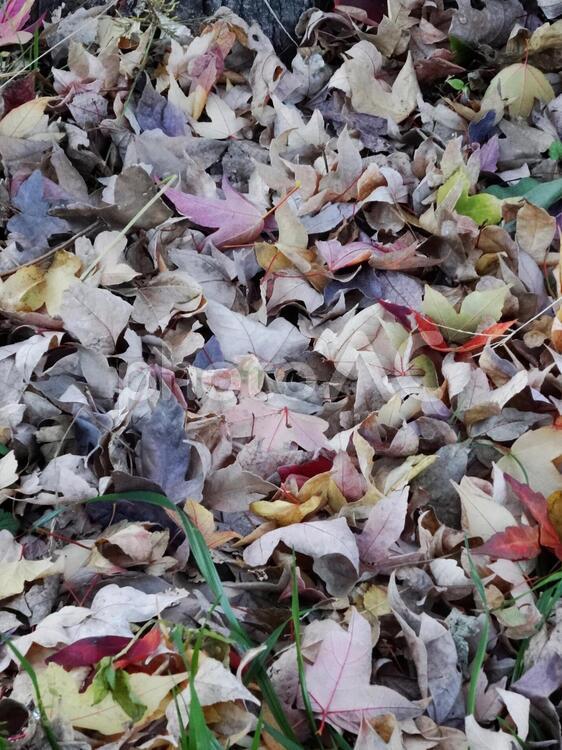 トウカエデの落ち葉 紅葉,トウカエデ,カエデの写真素材