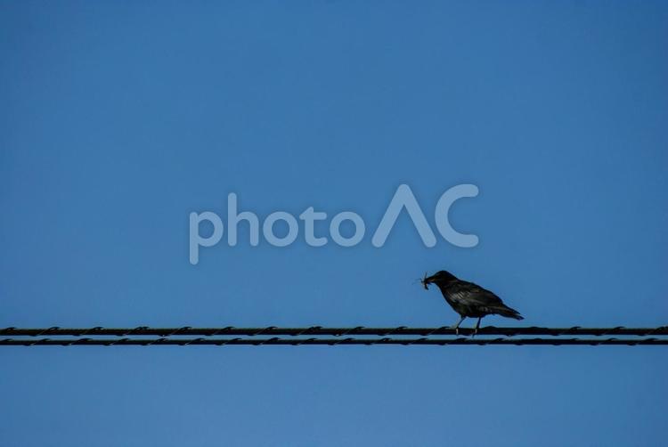 カラスと青空 カラス,空,鳥の写真素材