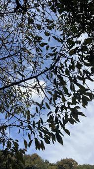 秋の空 秋,山,自然の写真素材