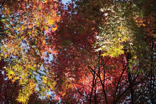 20211119京都市内紅葉写真 20211119京都市内紅葉写真の写真