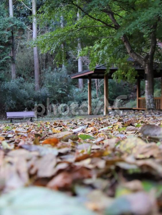 落ち葉が降り積もり晩秋を感じる 植物,樹木,楓の写真素材