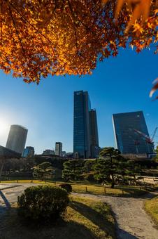 旧芝離宮恩賜庭園の秋風景 旧芝離宮恩賜庭園の秋風景 浜松町,旧芝離宮恩賜庭園,東京の写真素材