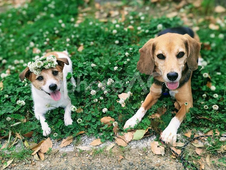シロツメクサとクローバーベッドでひと休み 犬,ビーグル,ジャックラッセルテリアの写真素材