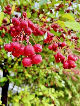 真っ赤な実りがたくさん 真っ赤な実りがたくさん 秋,真っ赤,実りの写真素材