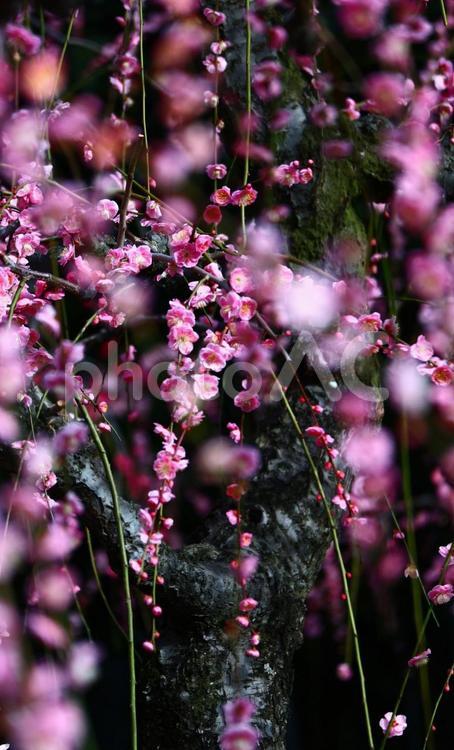 美しき垂れ梅 梅,垂れ梅,京都の写真素材