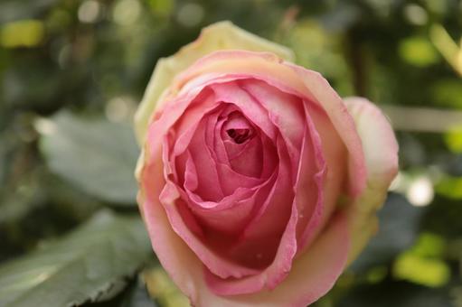 バラ園にて淡い色の薔薇を撮影しました バラ園にて淡い色の薔薇を撮影しましたの写真