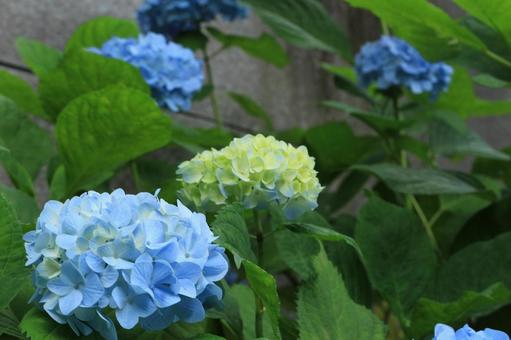 [Flower photo] Hydrangea_0609-8, JPG
