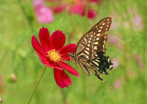 コスモスと蝶 コスモスと蝶の写真