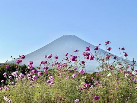 コスモス越しに見る富士山 コスモス越しに見る富士山 富士山,コスモス,秋桜の写真素材