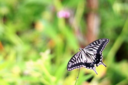 アゲハ蝶 アゲハ蝶,アゲハ,蝶の写真素材