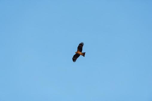 上空から辺りを見回すトビ 上空から辺りを見回すトビ トビ,猛禽類,野鳥の写真素材
