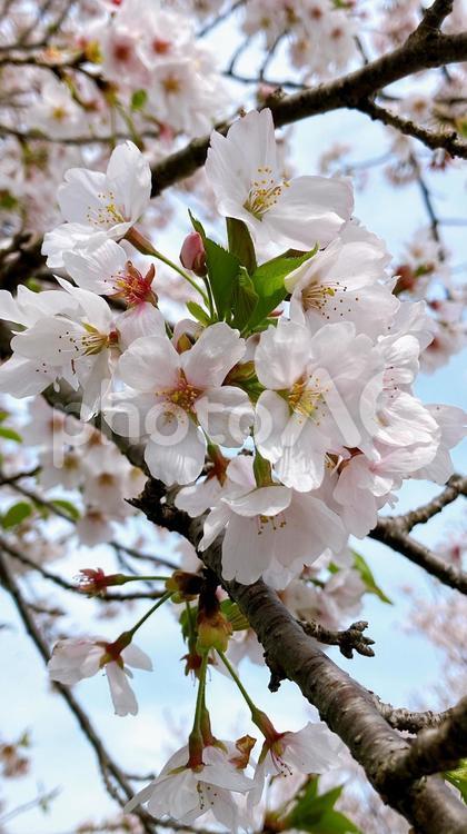 桜の木が綺麗 桜,ソメイヨシノ,日本の写真素材