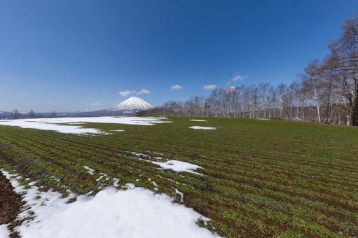 早春の羊蹄山と畑 早春の羊蹄山と畑 早春,日本,観光の写真素材