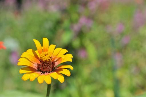 Zinnia, JPG