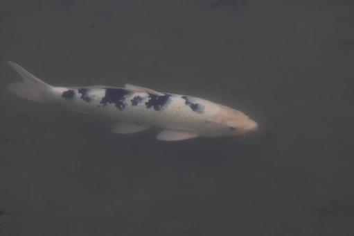 Photo, carp, koi, fuchu, 