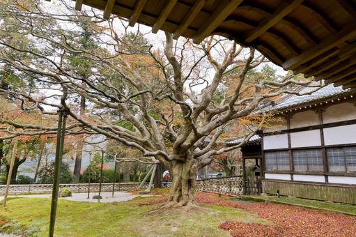 千如寺大悲王院 千如寺大悲王院 千如寺大悲王院,日本,九州の写真素材