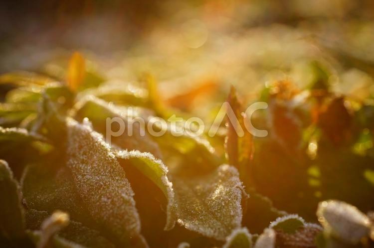 ★＜冬の五島の風景＞草原の霜に注ぐ陽射し 霜,朝霜,冬景色の写真素材