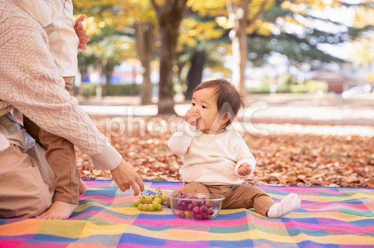 秋の味覚と赤ちゃん 赤ちゃん,ピクニック,秋の写真素材