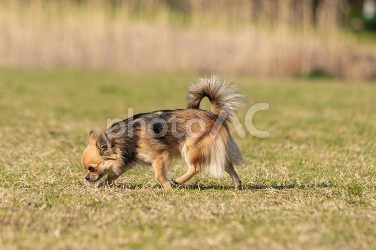 チワワ　散歩　歩く　嗅ぐ２ チワワ,犬,ロングコートの写真素材