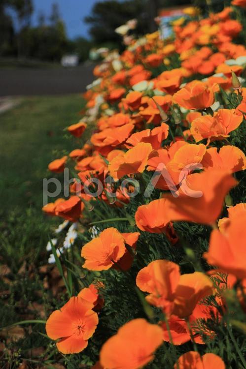 ひなげしの花道　縦 ひなげし,アメリカンポピー,オレンジ色の写真素材
