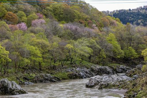 神居古潭の橋からの景色 神居古潭の橋からの景色の写真