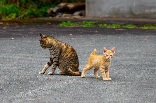 猫(148) 猫(148)の写真