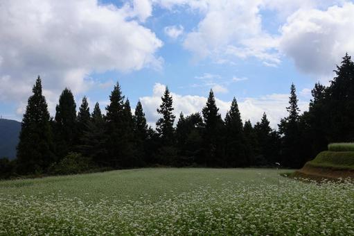 ９月下旬のまんのう町島ヶ峰の天空のソバ畑 ソバ畑,蕎麦,花の写真素材