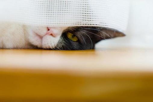 カーテンの隙間から見る猫 カーテンの隙間から見る猫,猫,ねこの写真素材