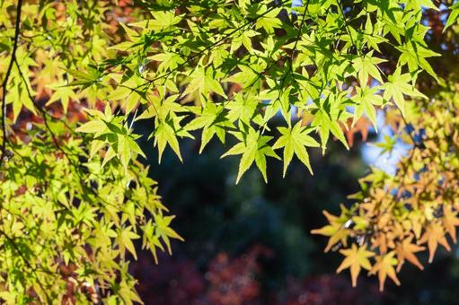 秋の気配・色づく紅葉 秋の気配・色づく紅葉 紅葉,秋,モミジの写真素材