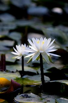 Water Lily, JPG
