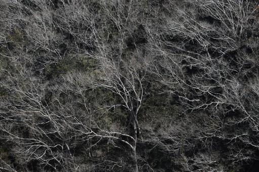 Photo, deciduous tree, trees, wood, 