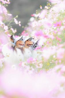 シェルティ 犬,コスモス,シェルティの写真素材