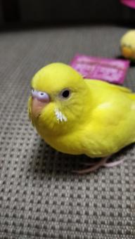 インコ インコ,とり,黄色いの写真素材