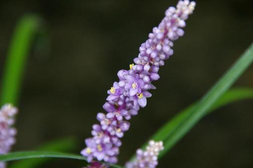 ヤブランの写真