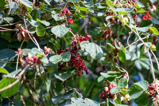 タンキリマメ タンキリマメ,痰切豆,果実の写真素材