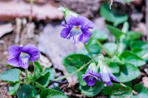 春の庭に咲く紫色のビオラの写真