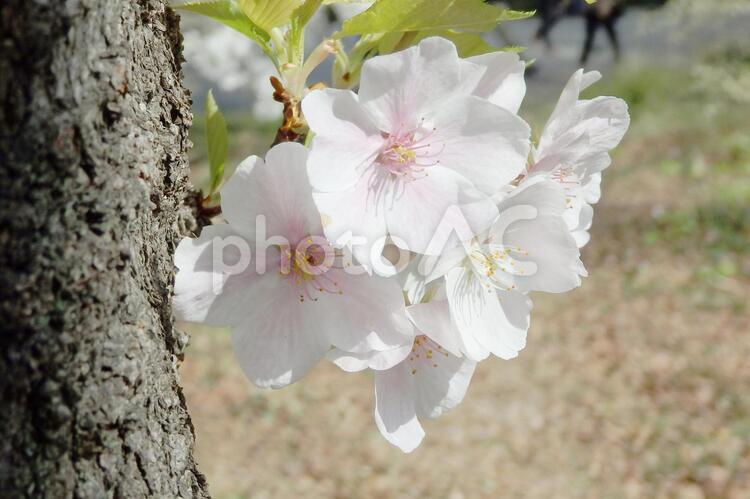 アマギヨシノの花２ ピンクの花,アマギヨシノ,天城吉野の写真素材