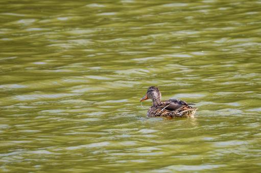 マガモ⑶の写真