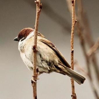 sparrow_05の写真