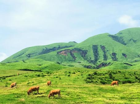 熊本 阿蘇山 あか牛 熊本,阿蘇山,あか牛の写真素材