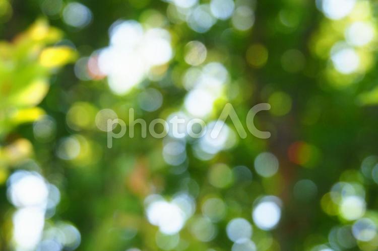 木漏れ日の玉ぼけ 玉ボケ,空,イメージの写真素材