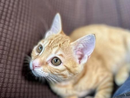 Kitten looking at something, JPG Kitten looking at something, JPG