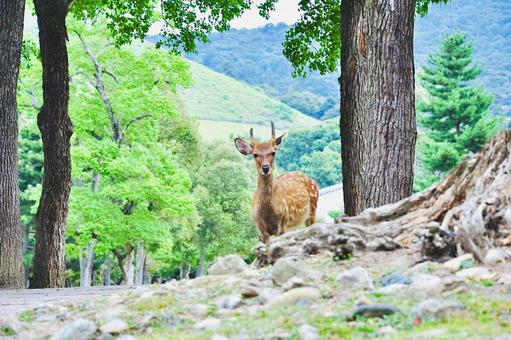 森の中の鹿 森の中の鹿 鹿,シカ,奈良の写真素材