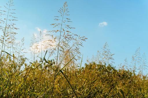 雑草 夏の終わり 雑草 夏の終わり 草,雑草,空の写真素材