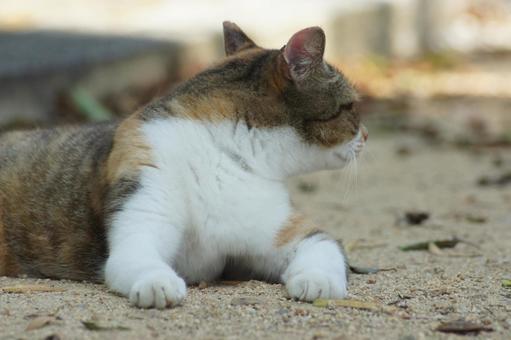 ねこ ねこ にゃんこ,可愛い,野良猫の写真素材