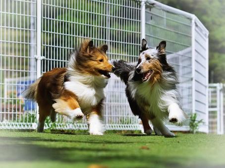 ドッグランで走るシェルティ ドッグランで走るシェルティ 犬,シェルティ,シェットランドシープドッグの写真素材