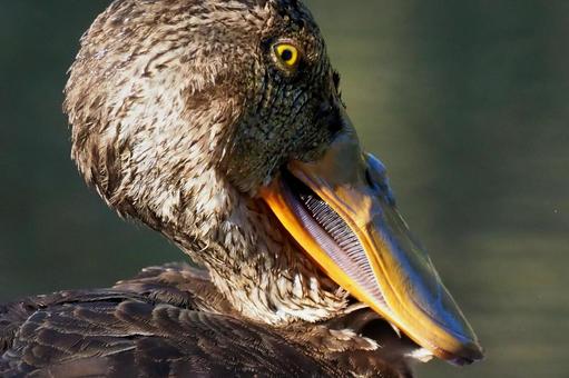 ハシビロガモの横顔 ハシビロガモの横顔の写真