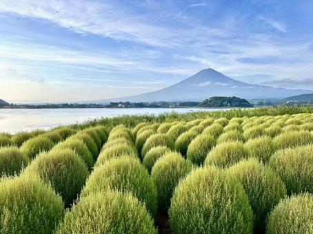 朝日で輝くコキアと富士山 朝日で輝くコキアと富士山 富士山,河口湖,コキアの写真素材