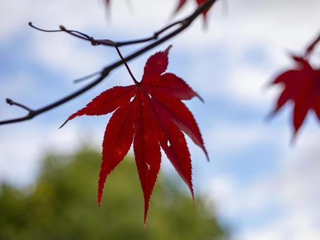青空に映える紅葉の一葉 青空に映える紅葉の一葉の写真